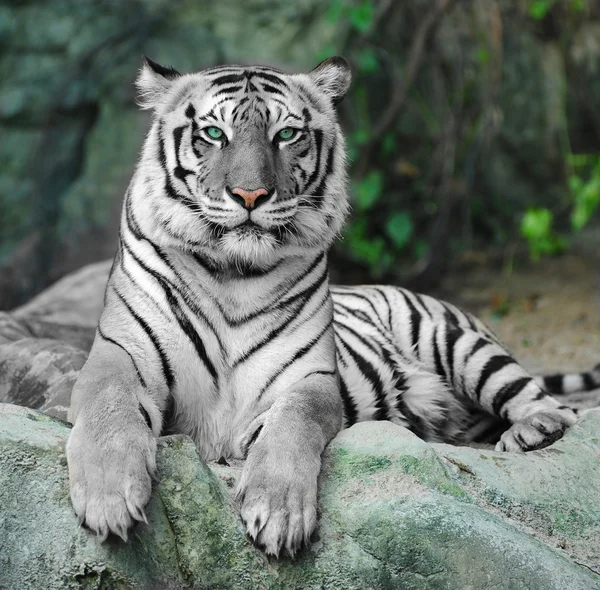 Asiatischer weißer Tiger — Stockfoto