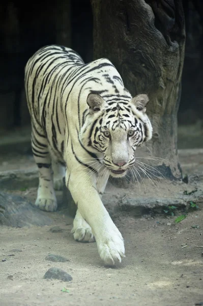 Asiatischer weißer Tiger — Stockfoto