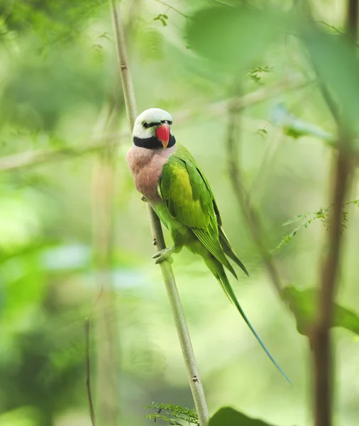 Green parrot bird — Stock Photo, Image