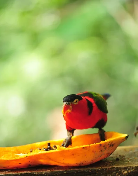 Red parrot bird — Stock Photo, Image