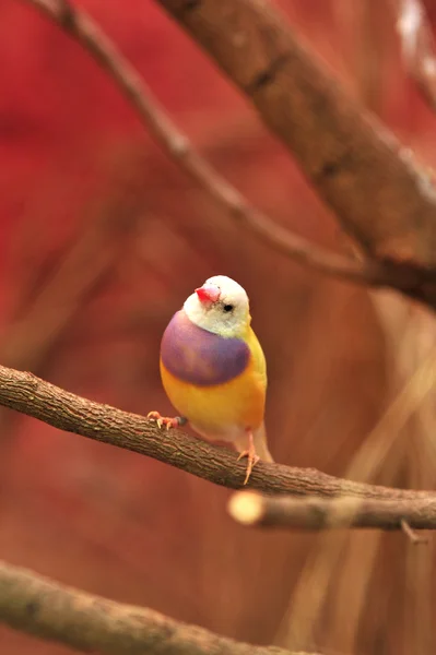 Gouldian雀 — 图库照片