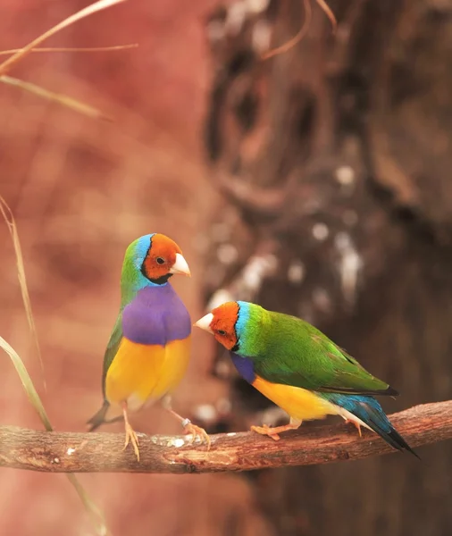 Gouldian Finch — Stock Photo, Image