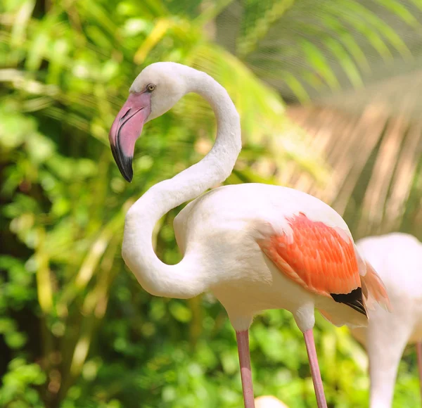 Pink flamingo bird — Stock Photo, Image