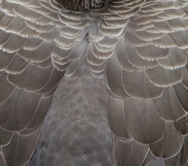 Eagle feather — Stock Photo, Image