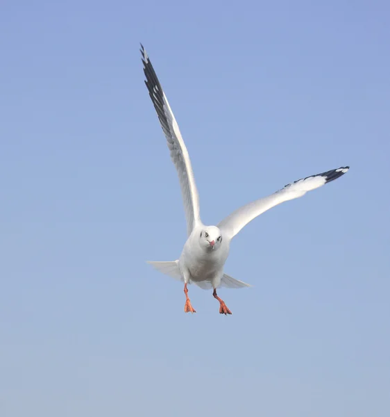 Gaivota voadora em ação — Fotografia de Stock