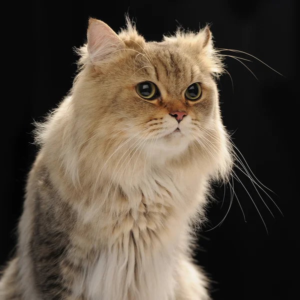 Γάτα τσιντσιλά — Φωτογραφία Αρχείου