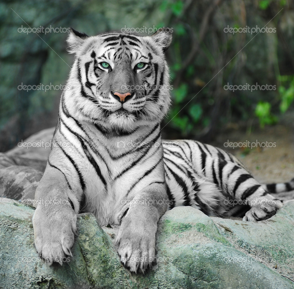 Asian white tiger — Stock Photo © bluehand 33614113