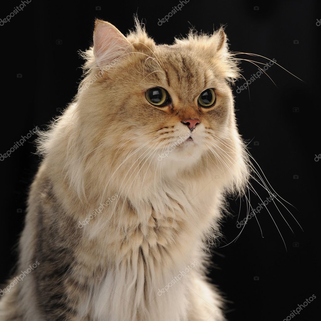 Evcil hayvan - chinchilla kedi Evcil hayvan - chinchilla kedi