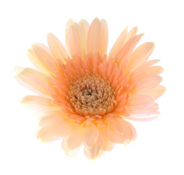 Şeftali gerbera çiçek