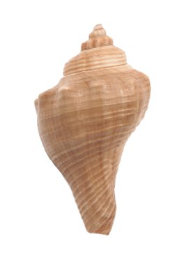 Deniz kabuğu