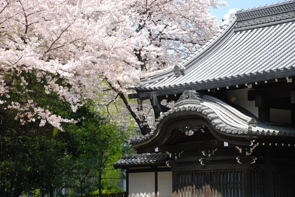 Castelo japonês e bela flor de cereja rosa — Fotografia de Stock