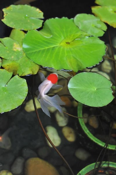Pesci rossi nello stagno di loto — Foto Stock