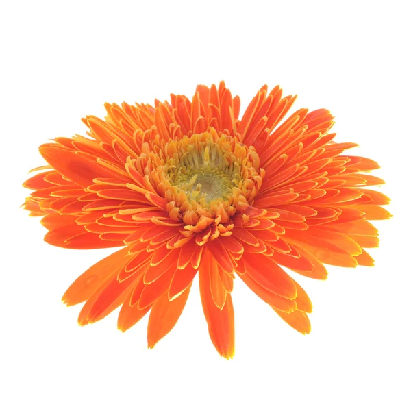 Oransje gerbera – stockfoto