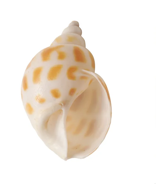 Seashell — Stock Photo, Image