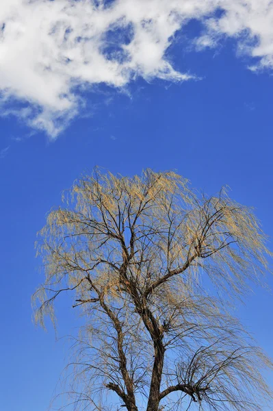Willow tree with blue sky — Stock Photo, Image