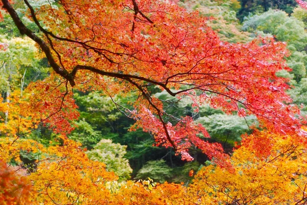 日本庭園 — ストック写真