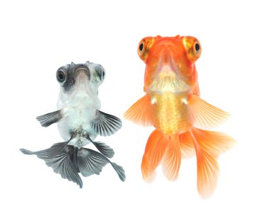 goldfishes