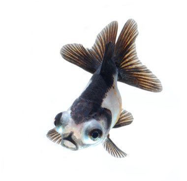 Panda goldfish