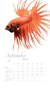 Siamese Fighting Fish 2014 Calendar