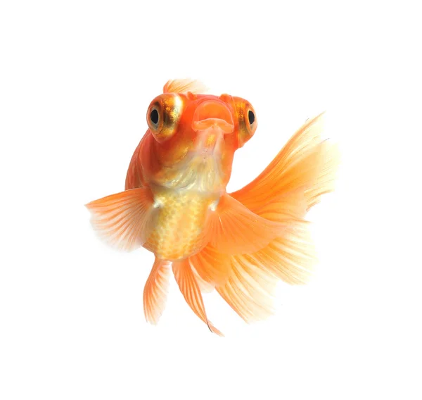 Goldfish — Stock Photo, Image