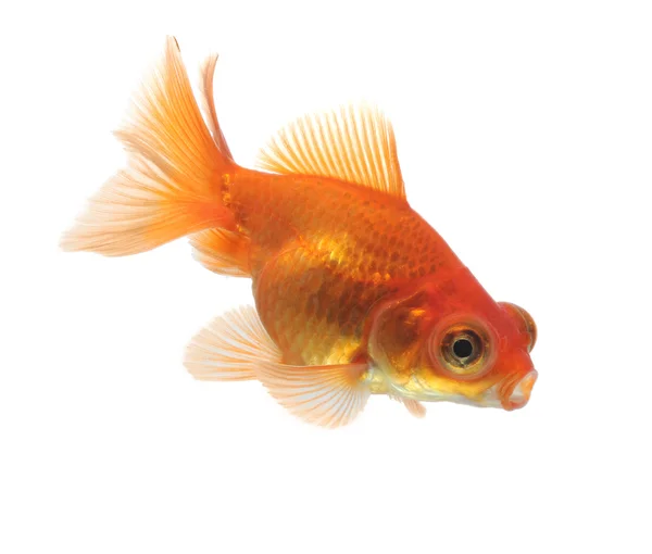 Goldfish — Stock Photo, Image