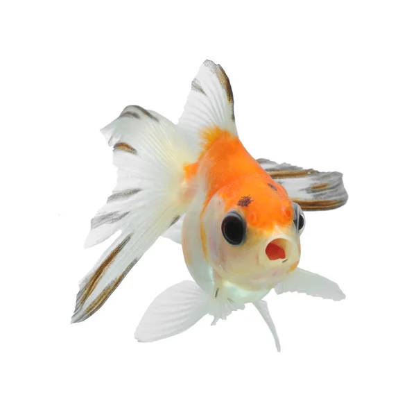 豪華な金魚 — ストック写真