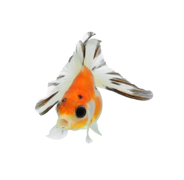 Fancy goldfish — Stock Photo, Image