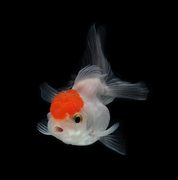 White goldfish — Stock Photo, Image