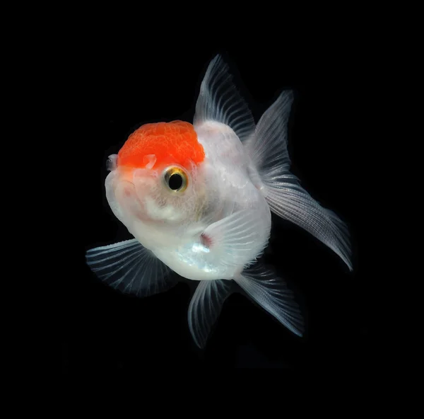 Biała złota rybka — Zdjęcie stockowe