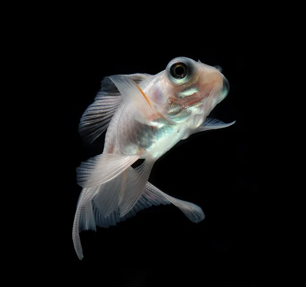 Peixe-vermelho — Fotografia de Stock