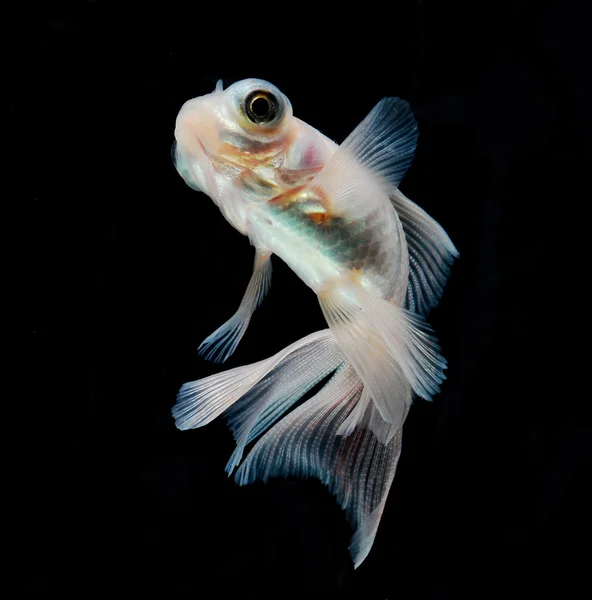 Goldfish — Stock Photo, Image