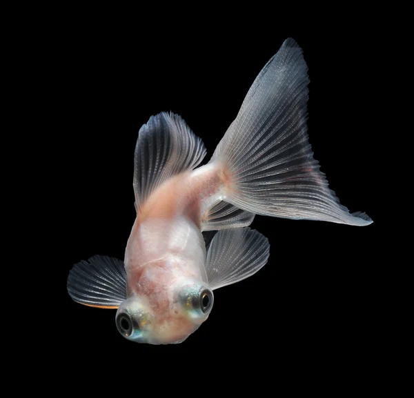 Goldfish — Stock Photo, Image