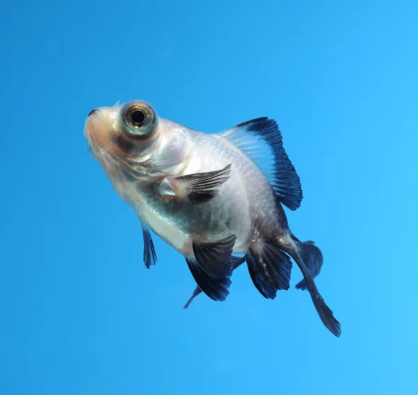 Fancy goldfish — Stock Photo, Image