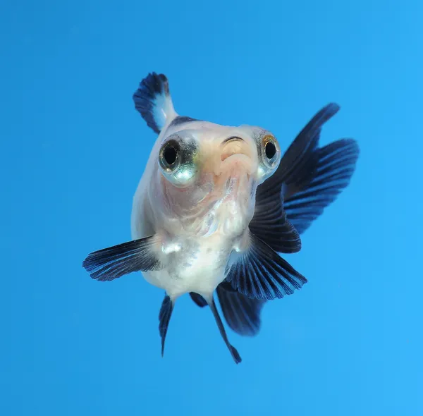 Fancy goldfish — Stock Photo, Image