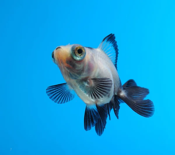 Fantasievolle Goldfische — Stockfoto