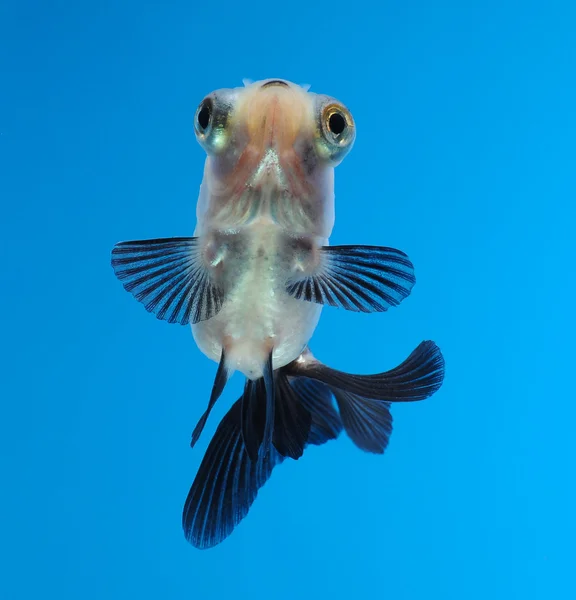 Peixe dourado chique — Fotografia de Stock