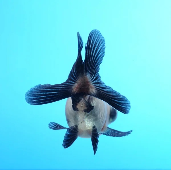 Fantasievolle Goldfische — Stockfoto