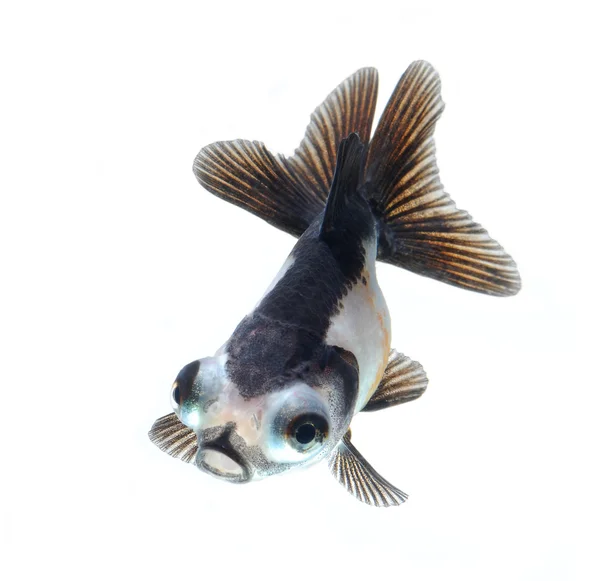 Panda goldfish — Stock Photo, Image