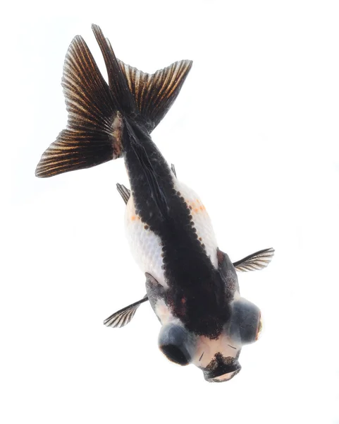 Panda goldfish — Stock Photo, Image