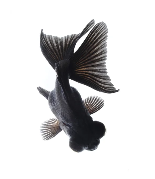 Peixe-dourado preto — Fotografia de Stock