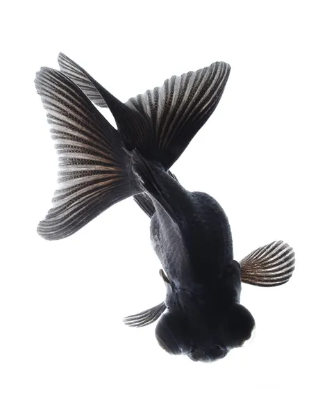 Черная золотая рыбка — стоковое фото