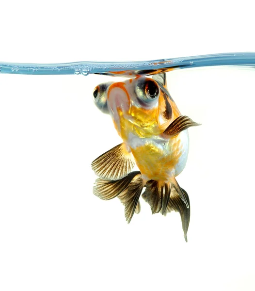 Goldfish in fishbowl — Stock Photo, Image