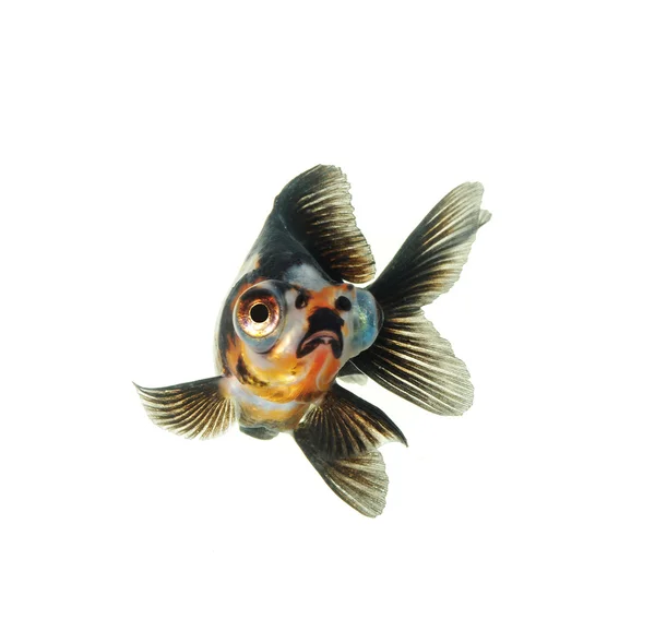 Goldfish — Stock Photo, Image