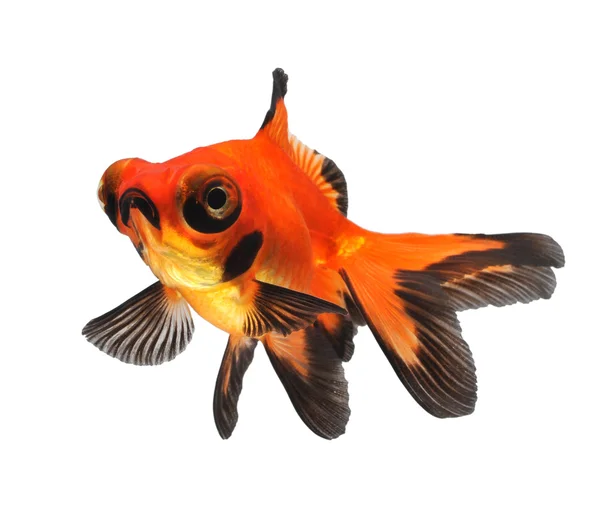 Goldfish — Stock Photo, Image