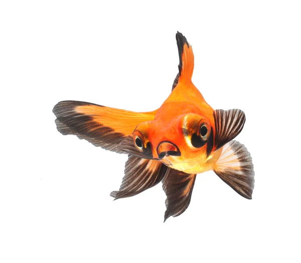 Goldfish — Stock Photo, Image