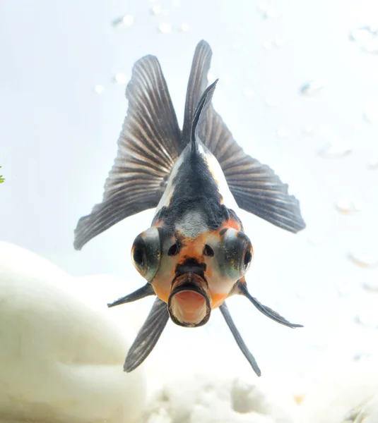 Funny goldfish — Stock Photo, Image