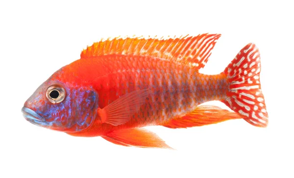 Roter Buntbarsch - rubinroter Pfauenfisch — Stockfoto