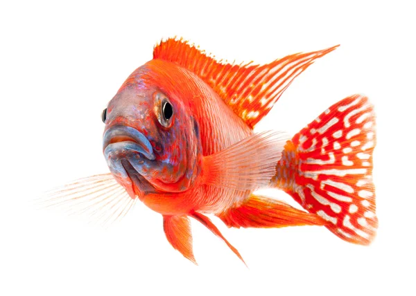 Röd ciklid - ruby red peacock fisk — Stockfoto
