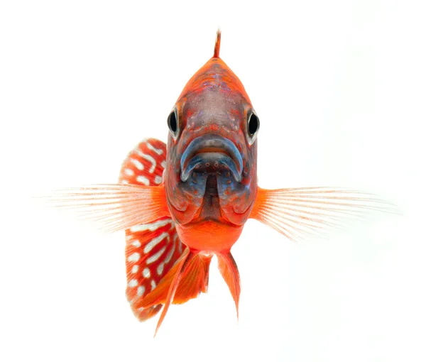 붉은 시 클 리드 물고기-루비 레드 공작 물고기 — 스톡 사진