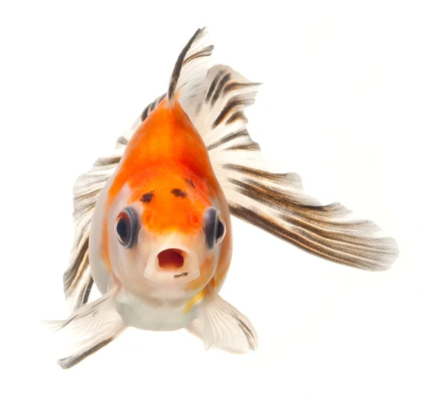 Fancy goldfish — Stock Photo, Image